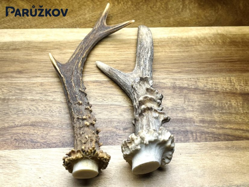 SRNČÍ PAROHY (18 cm)