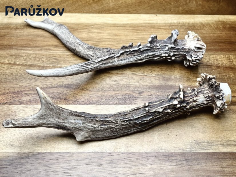 SRNČÍ PAROHY - Duo (18 cm)