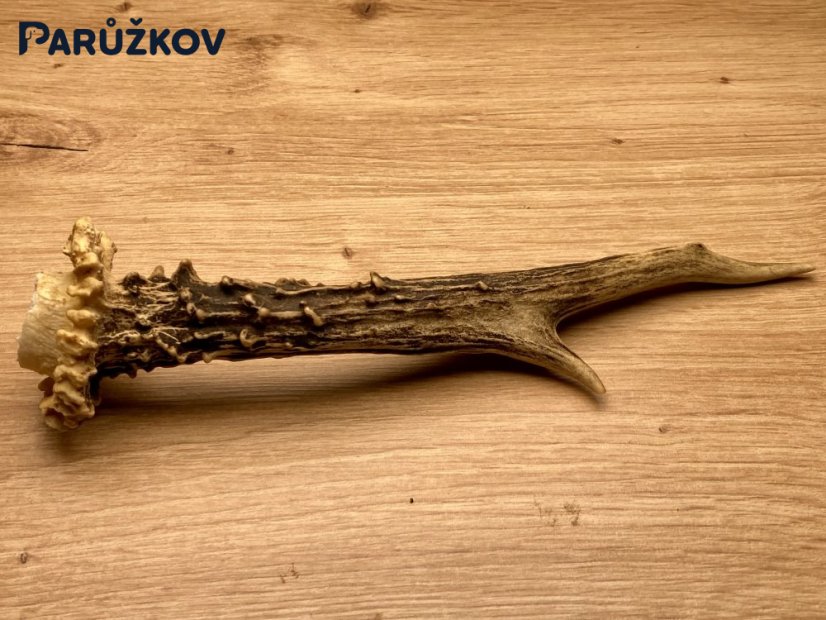 SRNČÍ PAROHY (20 cm)