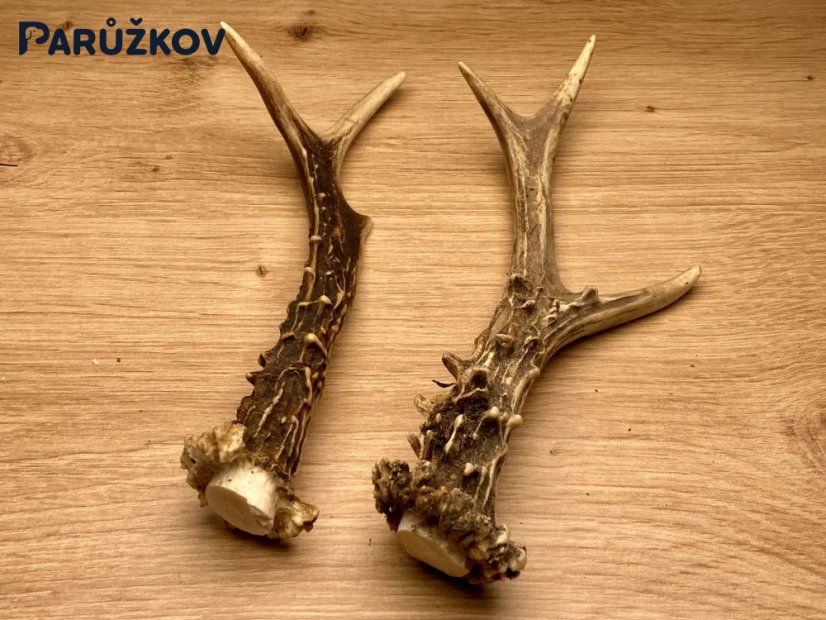 SRNČÍ PAROHY - Duo (19 cm)