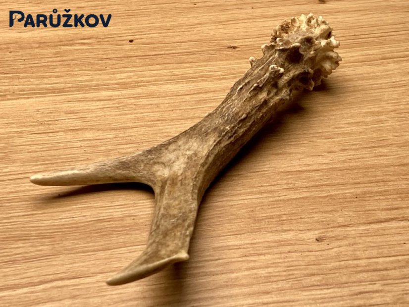 SRNČÍ PAROHY (14 cm)