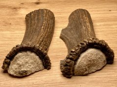 JELENÍ PAROHY - Duo - půlené (14 cm)