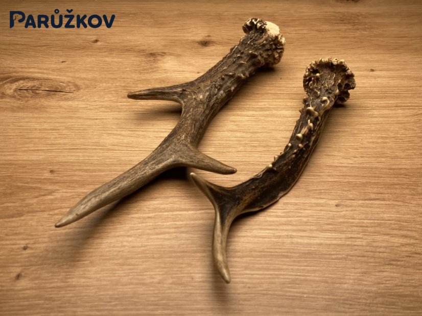 SRNČÍ PAROHY - Duo (21 cm)