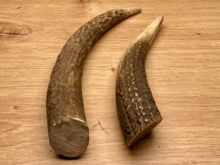 JELENÍ PAROHY - Duo - rohy (16 cm)