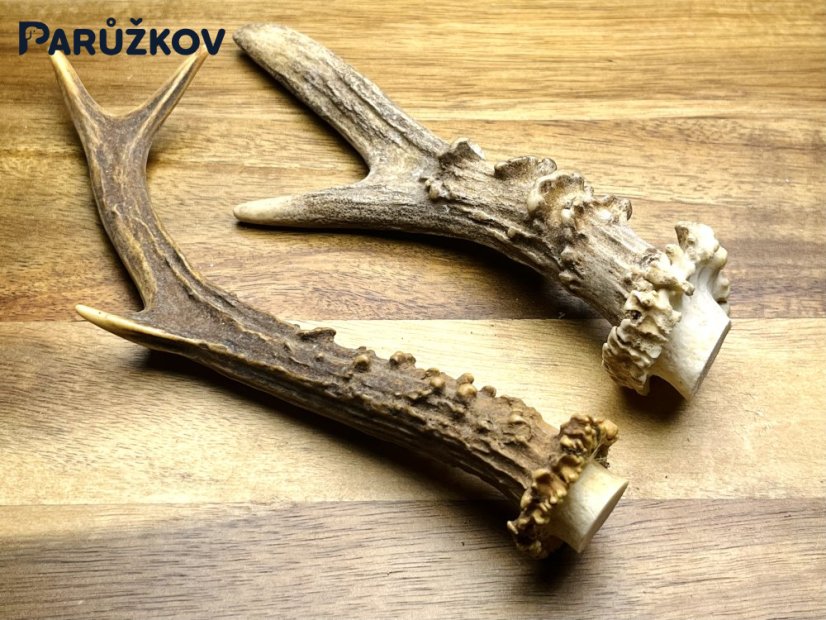 SRNČÍ PAROHY (18 cm)