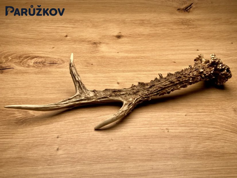 SRNČÍ PAROHY (26 cm)