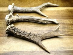 SRNČÍ PAROHY - Trio (19 cm)