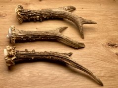 SRNČÍ PAROHY - Trio (18,5 cm)