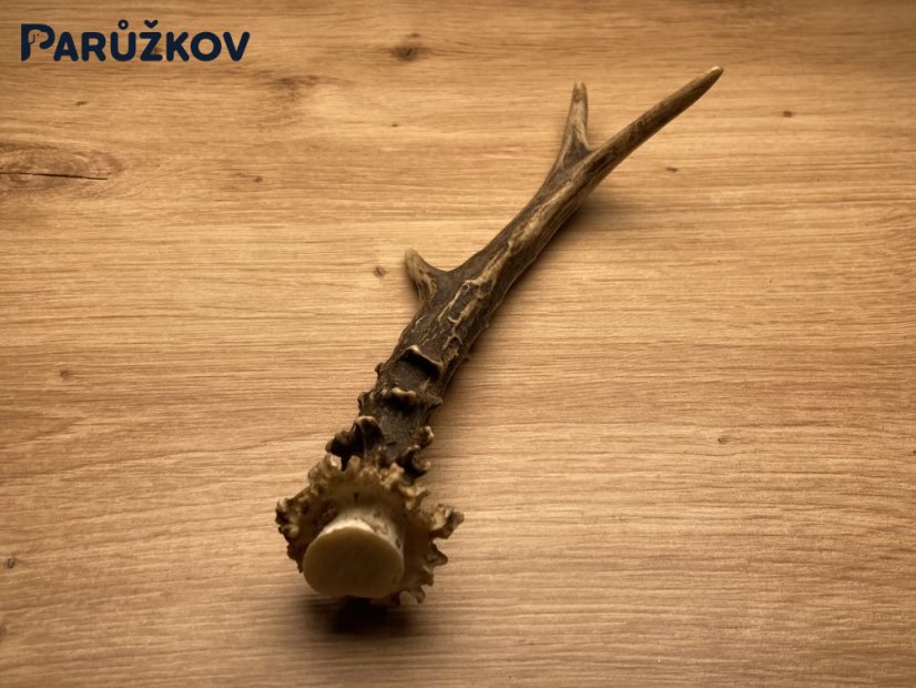 SRNČÍ PAROHY (19 cm)