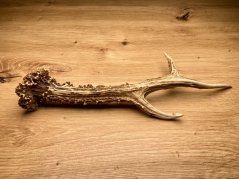 SRNČÍ PAROHY (26 cm)