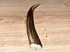 JELENÍ PAROHY - Roh (13 cm)