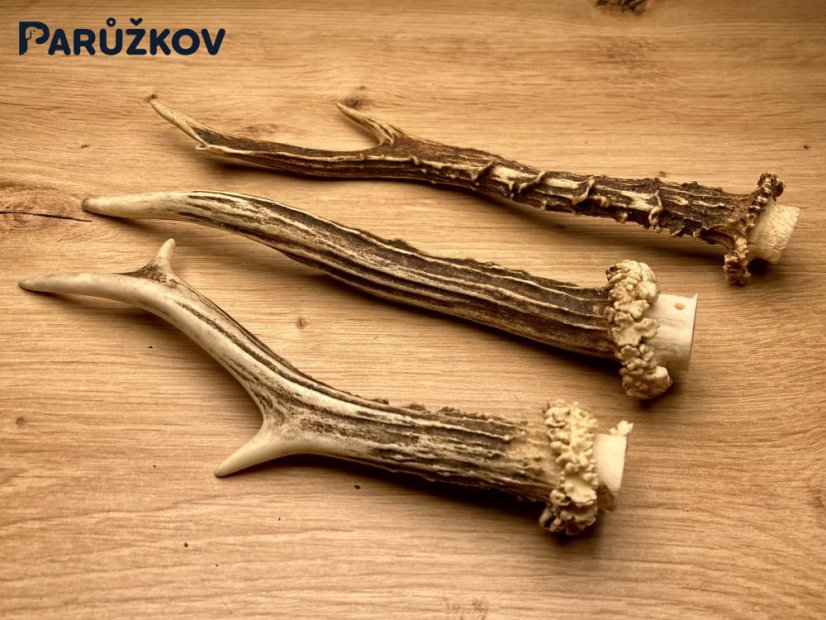 SRNČÍ PAROHY - Trio (22 cm)