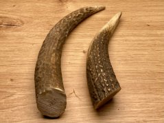 JELENÍ PAROHY - Duo - rohy (16 cm)