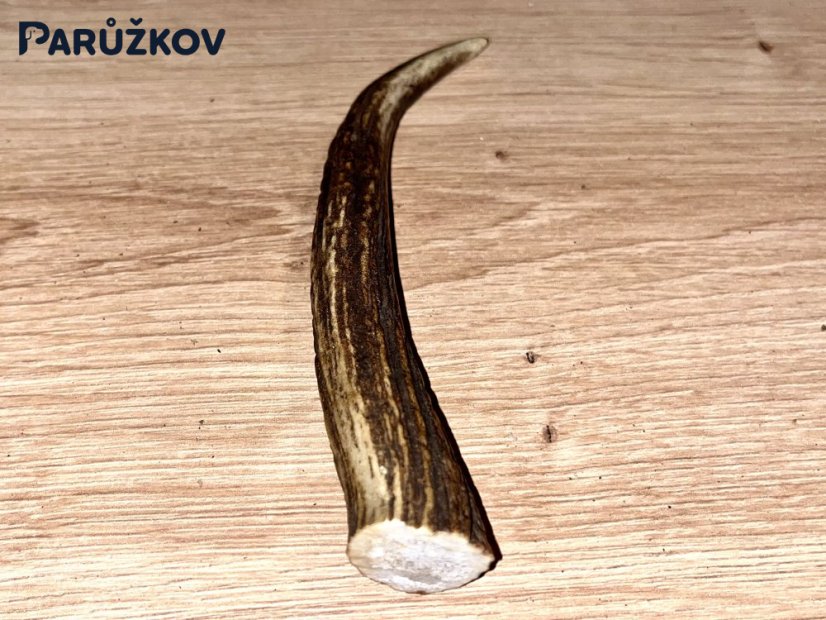 JELENÍ PAROHY - Roh (13 cm)