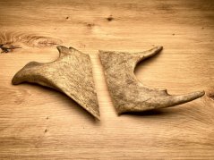 DANČÍ PAROHY - Duo (13 cm)