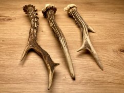 SRNČÍ PAROHY - Trio (22 cm)