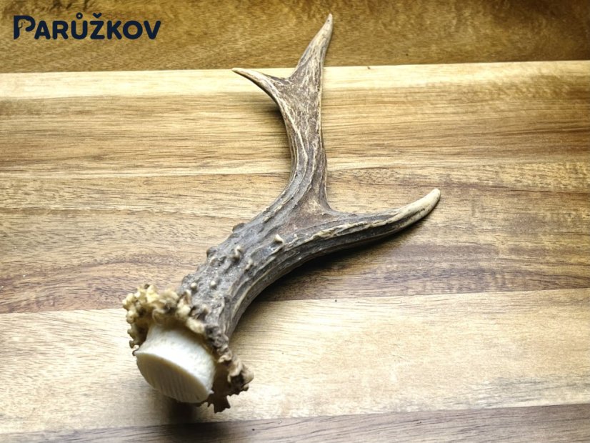 SRNČÍ PAROHY (22 cm)