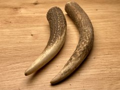 JELENÍ PAROHY - Duo - rohy (16 cm)