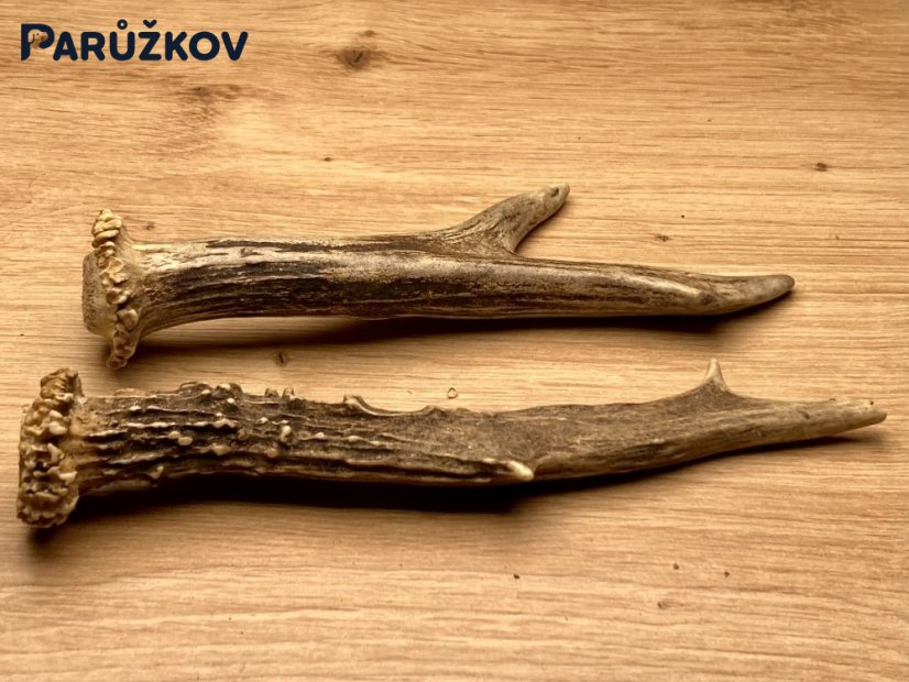 SRNČÍ PAROHY - Duo (17 cm)