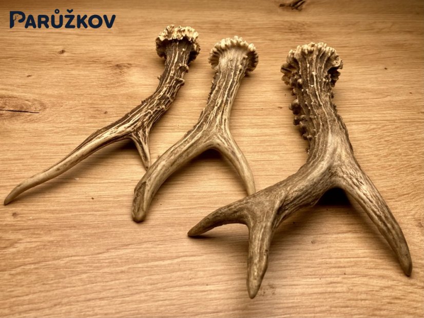 SRNČÍ PAROHY - Trio (18,5 cm)