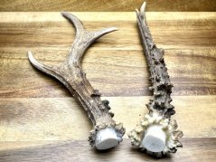 SRNČÍ PAROHY - Duo (19,5 cm)