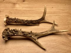 SRNČÍ PAROHY - Duo (19 cm)