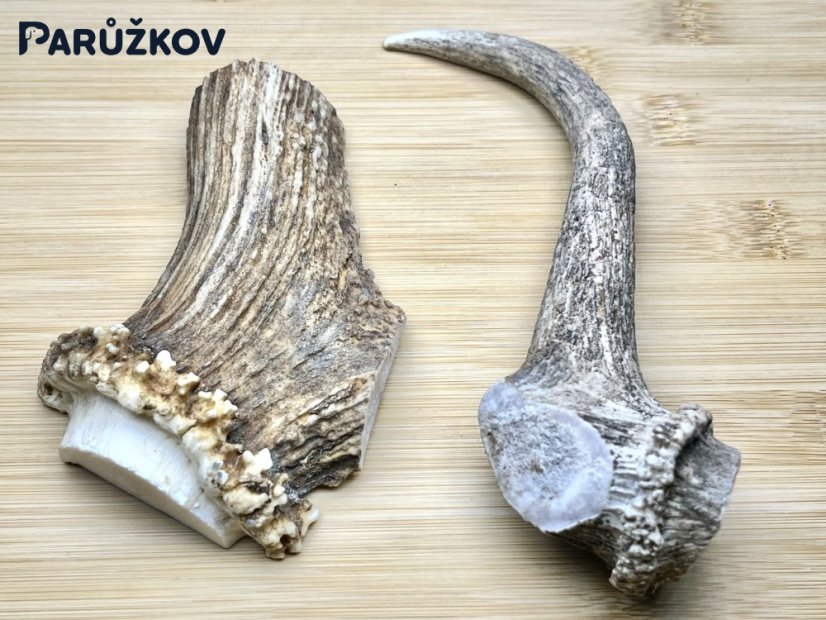 DANČÍ PAROHY - Duo (17 cm)