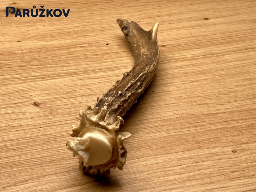 SRNČÍ PAROHY (14 cm)