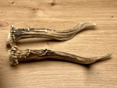 SRNČÍ PAROHY - Duo (16 cm)