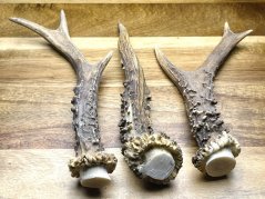 SRNČÍ PAROHY - Trio (18 cm)