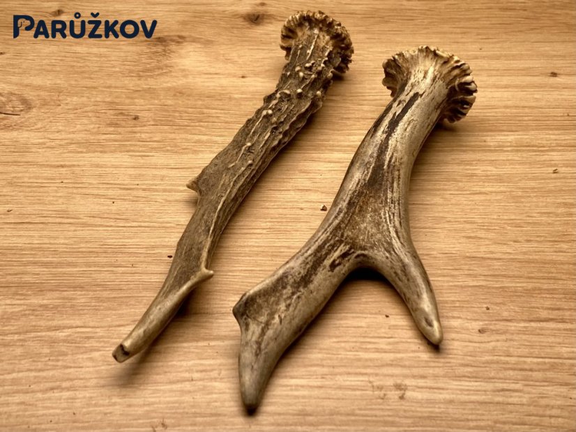 SRNČÍ PAROHY - Duo (17 cm)