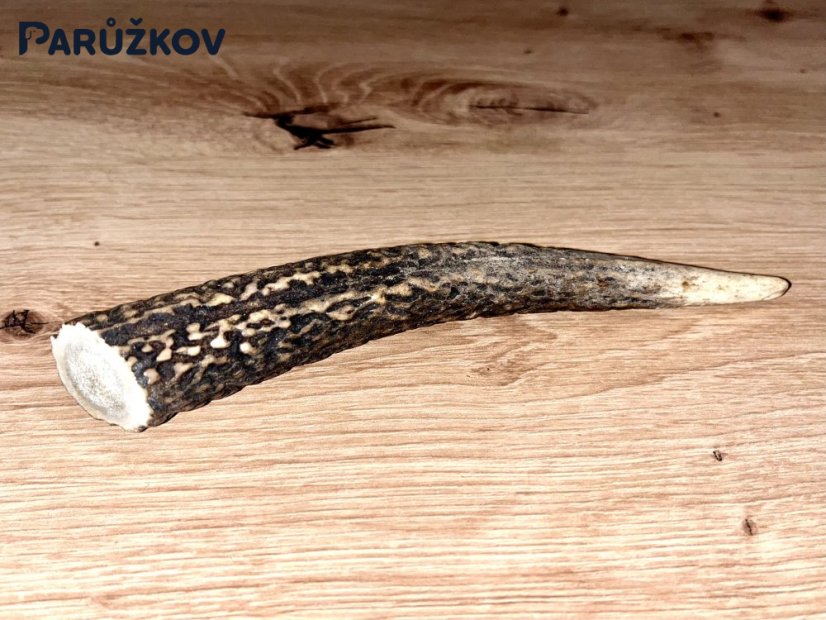 JELENÍ PAROHY - Roh (15 cm)