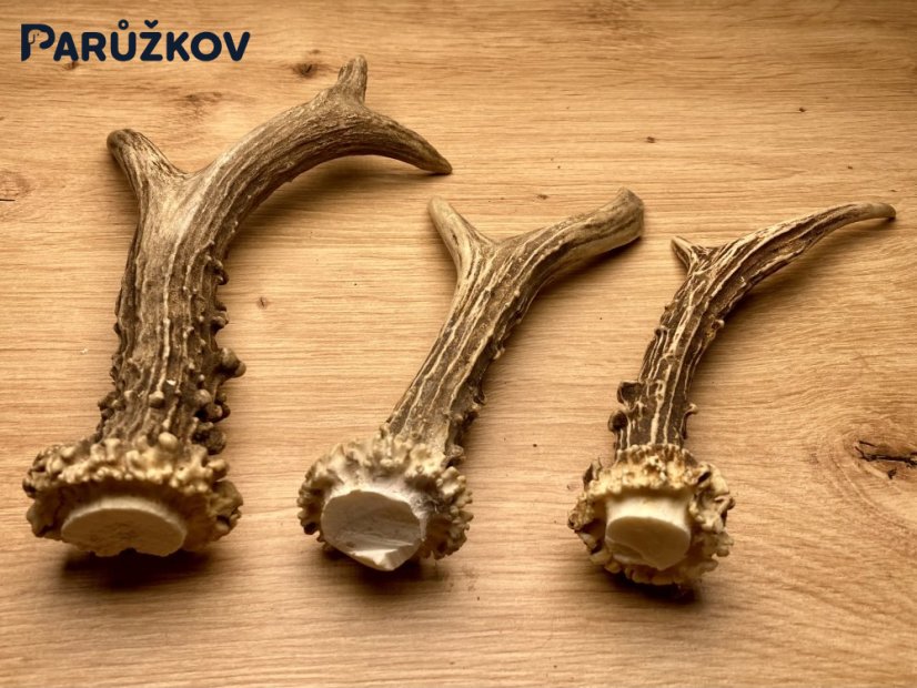 SRNČÍ PAROHY - Trio (18,5 cm)