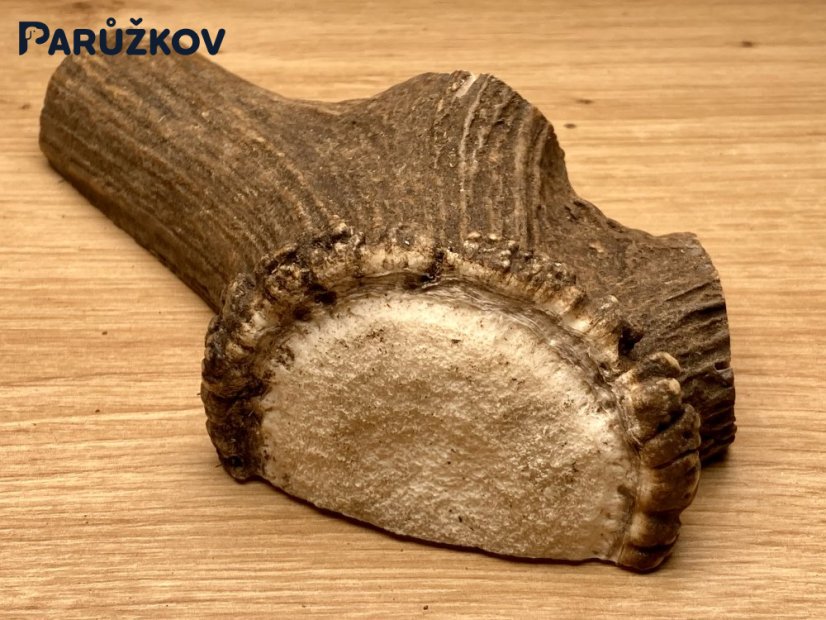 JELENÍ PAROHY - Různé druhy - Velikost: S (40 - 80 g), Typ: Půlený