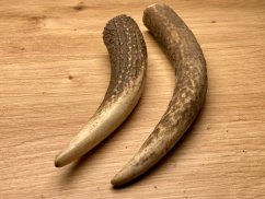JELENÍ PAROHY - Duo - rohy (16 cm)