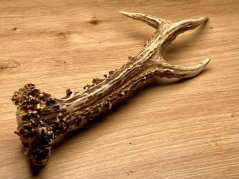 SRNČÍ PAROHY (26 cm)