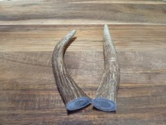 JELENÍ PARŮŽEK PRO PSY - 11 cm - DUO