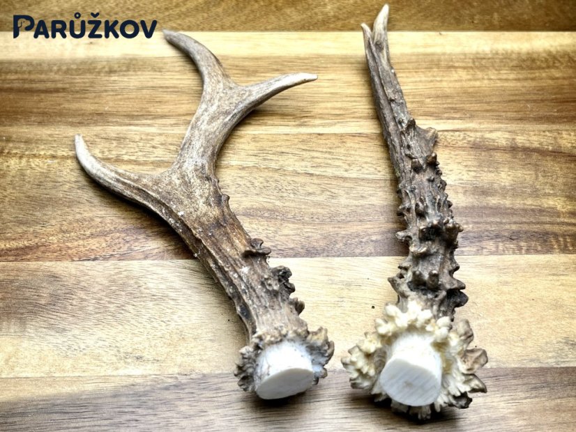 SRNČÍ PAROHY - Duo (19,5 cm)