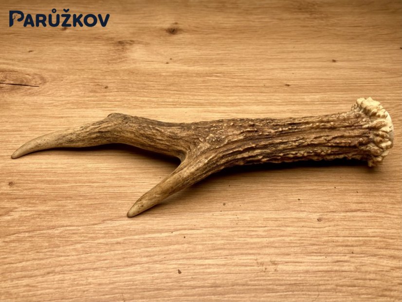 SRNČÍ PAROHY (19 cm)