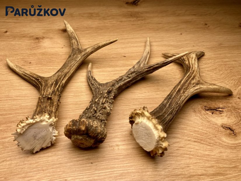 SRNČÍ PAROHY - Trio (19 cm)