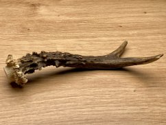 SRNČÍ PAROHY (16 cm)