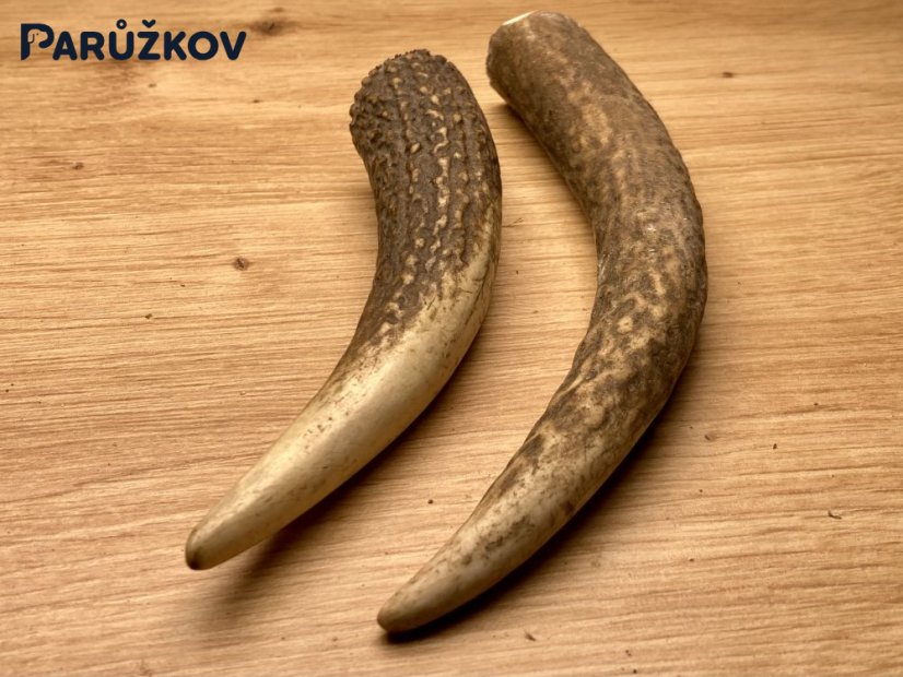 JELENÍ PAROHY - Duo - rohy (16 cm)