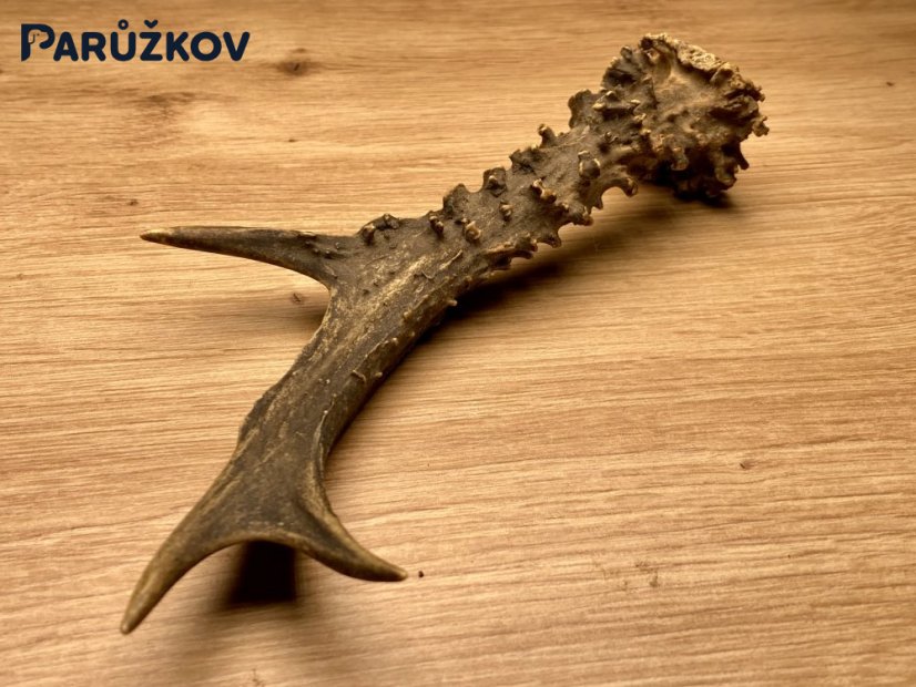SRNČÍ PAROHY (19 cm)