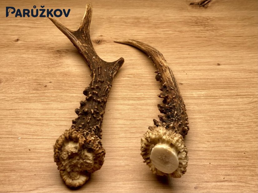 SRNČÍ PAROHY - Duo (21 cm)