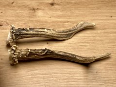 SRNČÍ PAROHY - Duo (16 cm)
