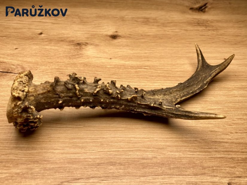 SRNČÍ PAROHY (19 cm)