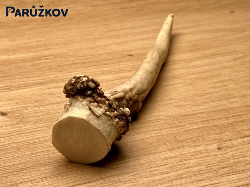 SRNČÍ PAROHY (16 cm)